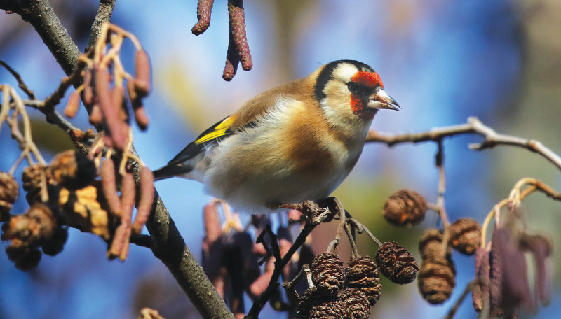 Almanach des migrations