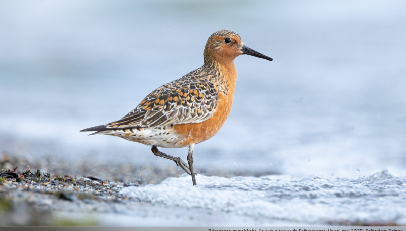 Almanach des migrations