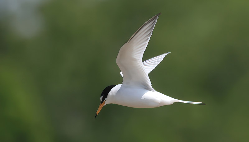 Almanach des migrations