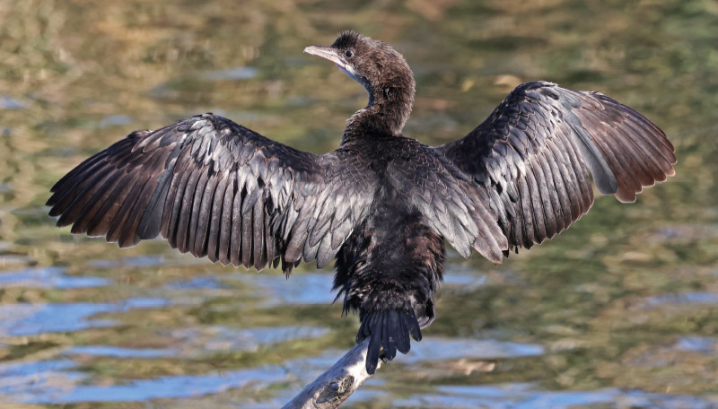 Almanach des migrations