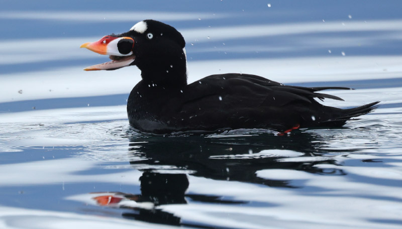 Almanach des migrations