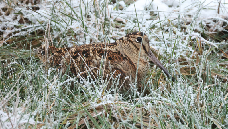 Almanach des migrations