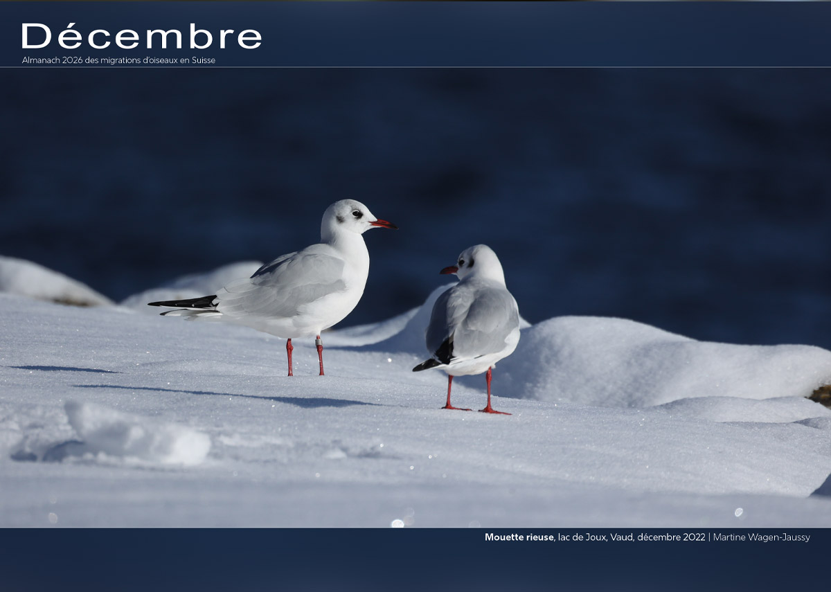 ../catalogue/12-decembre.jpg
