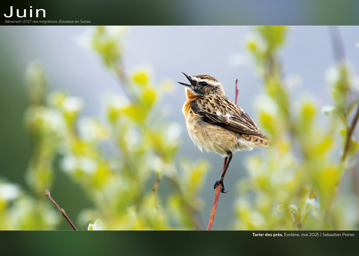../catalogue/06-juin.jpg