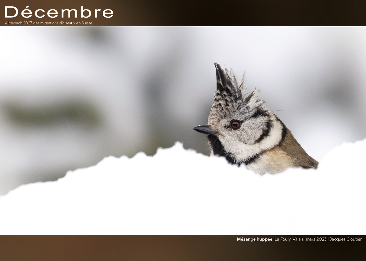 ../catalogue/12-decembre.jpg
